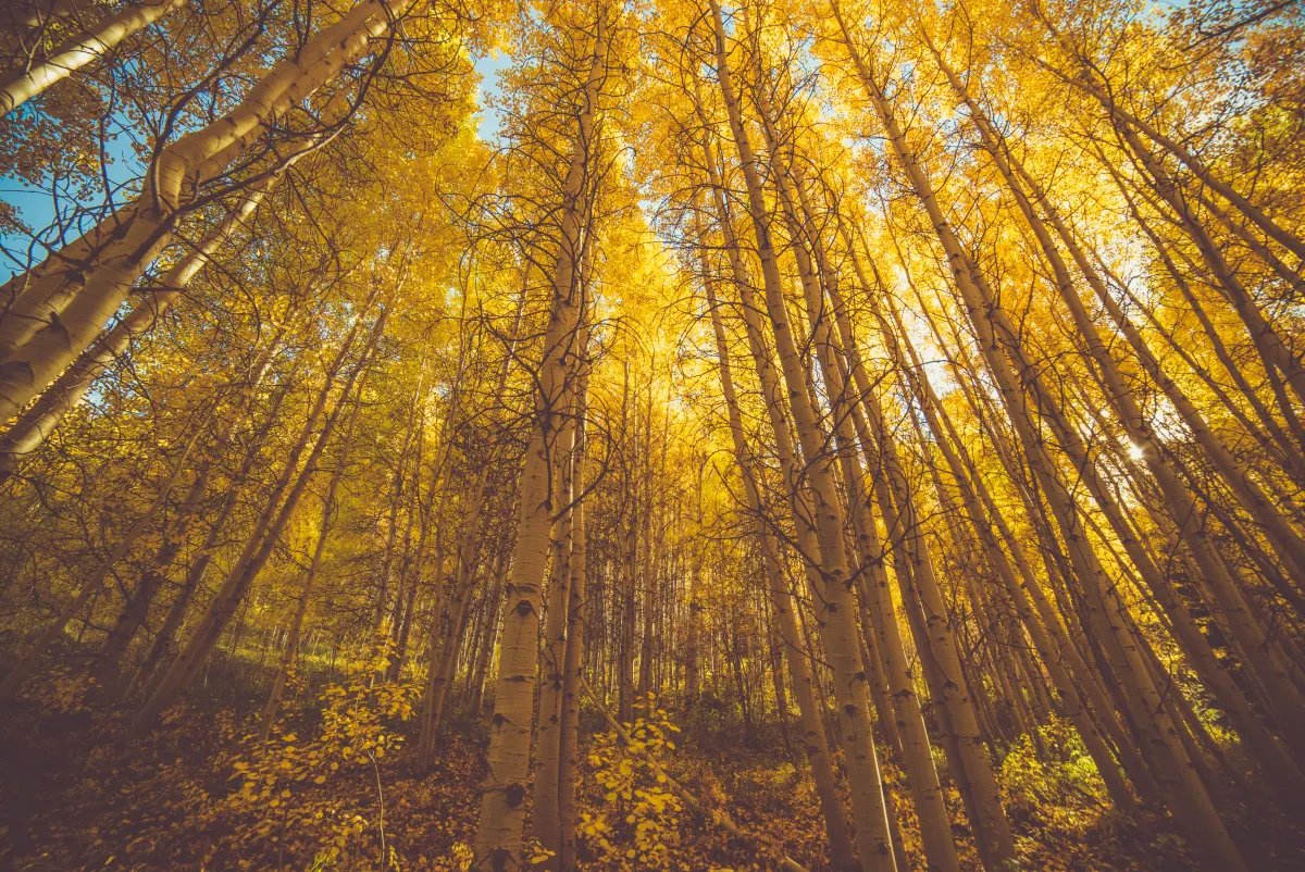 Looking up into a canopy of golden birch trees in autumn