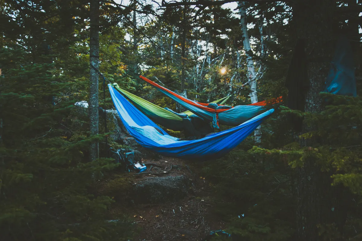 Hammocks strung between conifers at a forest campsite at dusk